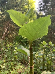 Reynoutria × bohemica