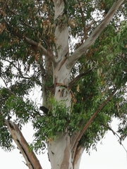 Salix humboldtiana