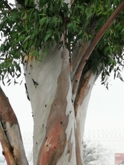 Salix humboldtiana