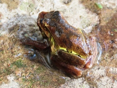 Dendropsophus luteoocellatus