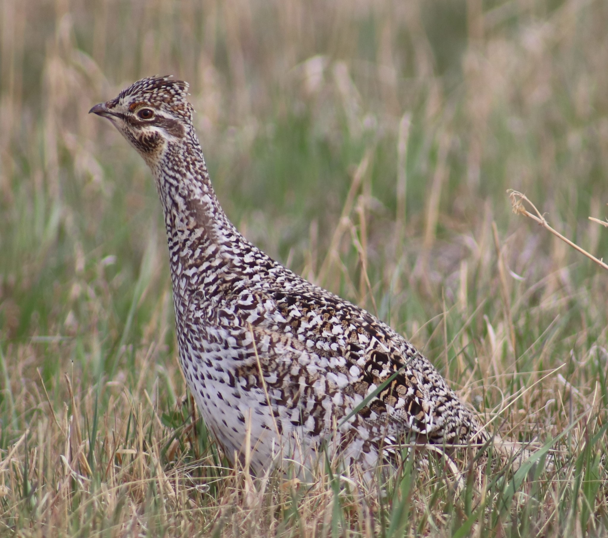 Sharp-tailed Grouse illustration