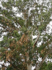 Salix humboldtiana