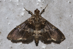 Aetholix flavibasalis
