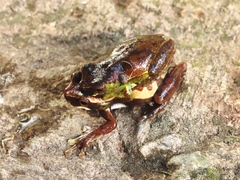 Dendropsophus luteoocellatus