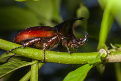Xylotrupes mniszechi