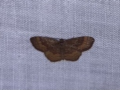 Leptostales rubromarginaria