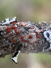 Ramboldia gowardiana