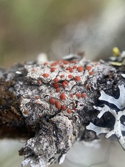 Ramboldia gowardiana