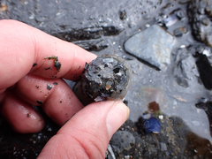 Anthopleura artemisia