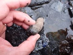 Anthopleura artemisia