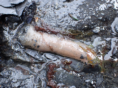 Anthopleura artemisia