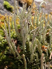 Cladonia verruculosa