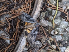 Catocala micronympha