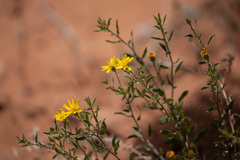 Heterotheca cinerascens