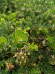 Arctostaphylos confertiflora