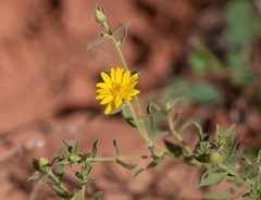 Heterotheca cinerascens