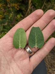 Arctostaphylos confertiflora