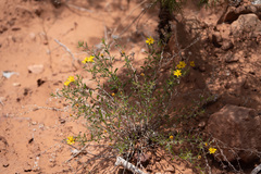 Heterotheca cinerascens