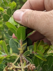 Arctostaphylos confertiflora