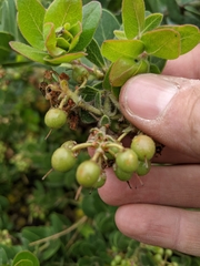 Arctostaphylos confertiflora
