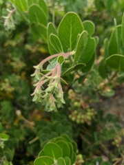 Arctostaphylos confertiflora