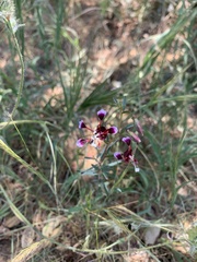 Clarkia springvillensis