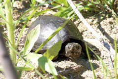 Kinosterninae