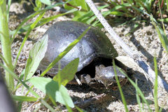 Kinosterninae