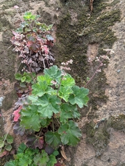 Heuchera maxima