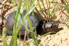 Kinosterninae