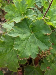 Heuchera maxima