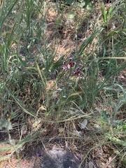 Clarkia springvillensis