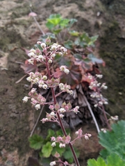 Heuchera maxima