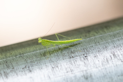 Tropidomantis gressitti