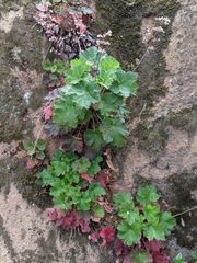 Heuchera maxima
