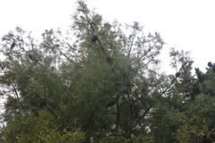 Pinus armandi