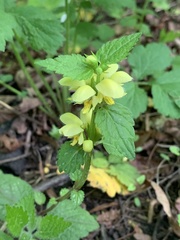 Lamium galeobdolon