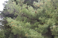 Pinus armandi