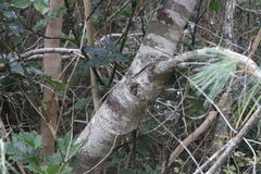 Pinus armandi