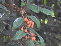 Mischocarpus exangulatus