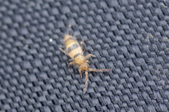 Entomobrya triangularis