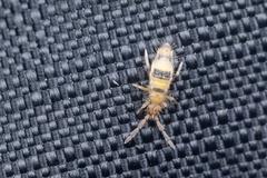 Entomobrya triangularis