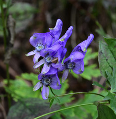 Aconitum variegatum