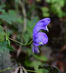Aconitum variegatum