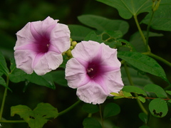 Ipomoea mauritiana