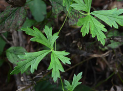 Aconitum variegatum