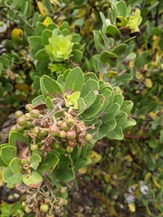 Arctostaphylos confertiflora
