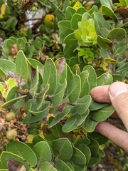 Arctostaphylos confertiflora