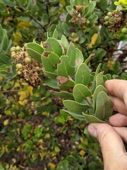 Arctostaphylos confertiflora