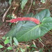 Anthurium lucens - Photo (c) Neptalí Ramírez Marcial, some rights reserved (CC BY), uploaded by Neptalí Ramírez Marcial